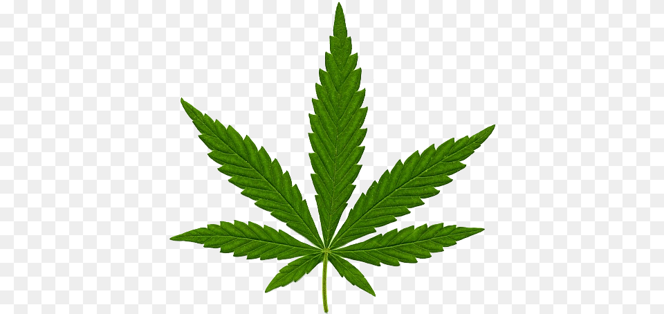 Cannabis In Marijuana Leaf, Plant, Weed, Hemp Png