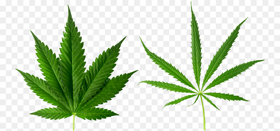 Cannabis Indica, Leaf, Plant, Weed, Hemp Png