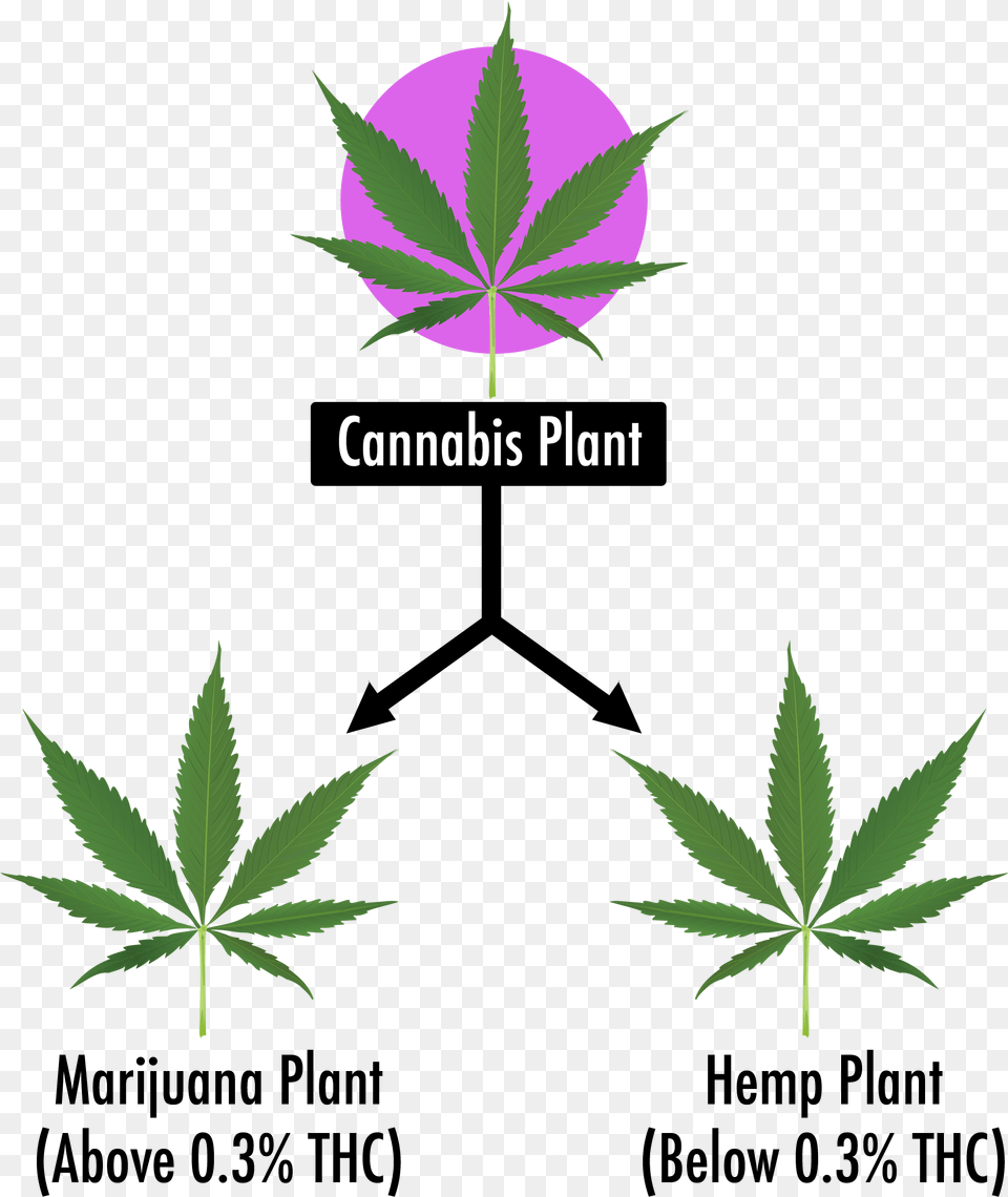 Cannabis Leaf, Plant, Weed, Hemp Free Transparent Png