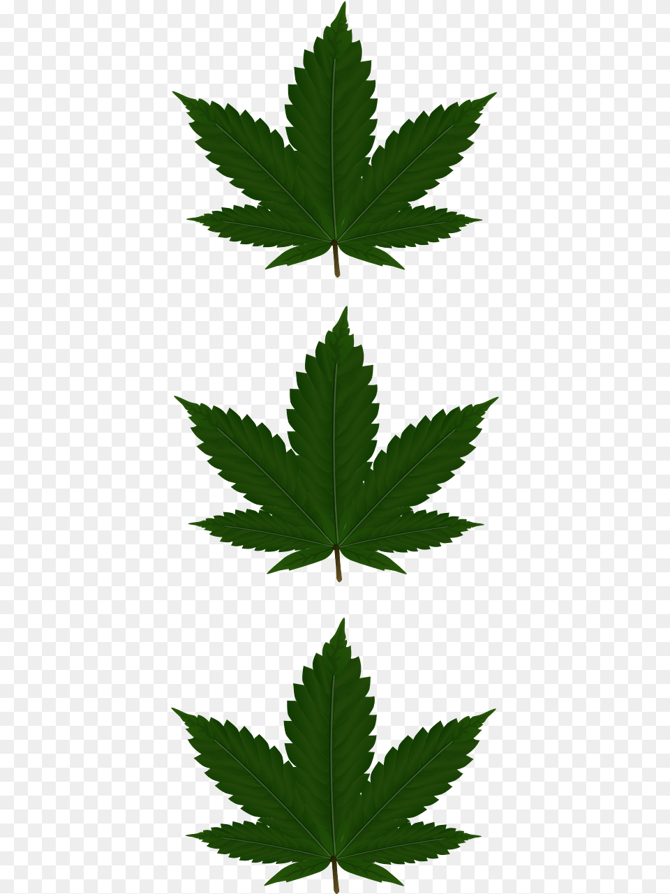 Cannabis Leaf, Plant, Weed, Green, Tree Png Image