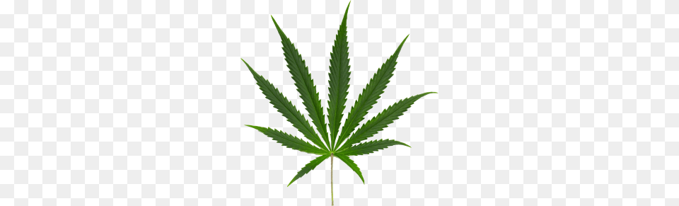 Cannabis Leaf, Plant, Weed, Hemp Png
