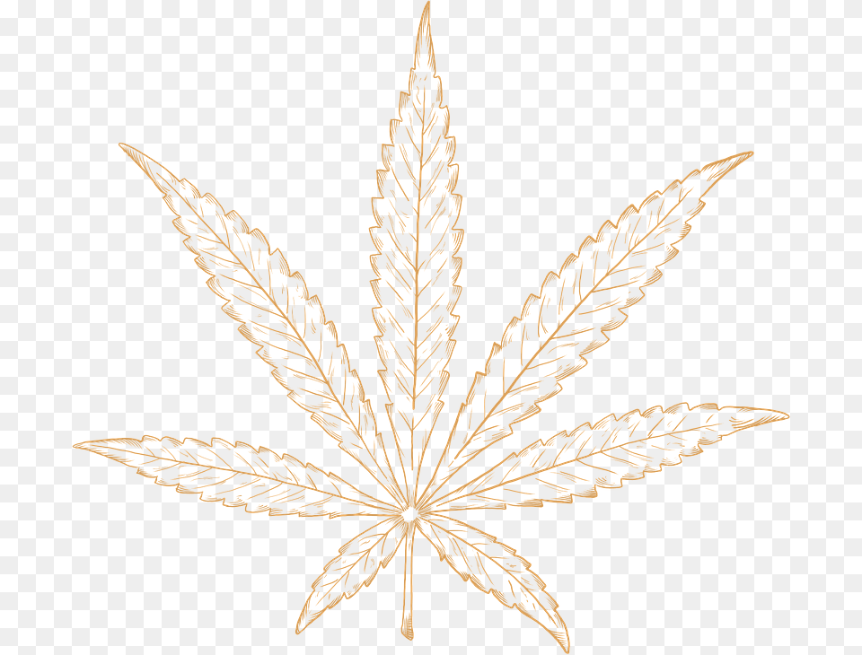 Cannabis Leaf, Plant Png