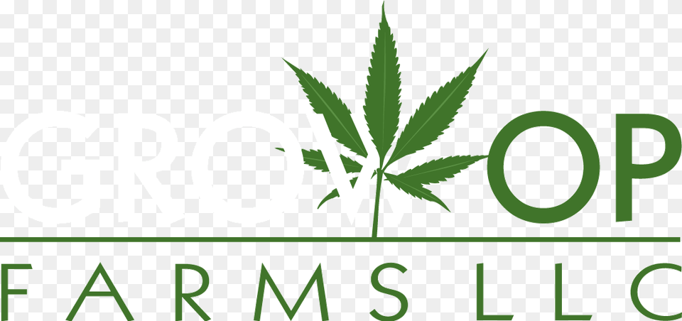 Cannabis Leaf, Herbal, Herbs, Plant, Weed Free Transparent Png