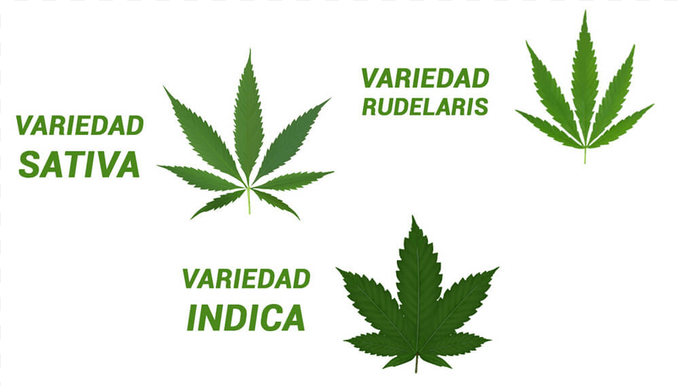 Cannabis Leaf, Plant, Weed, Herbal, Herbs Free Png