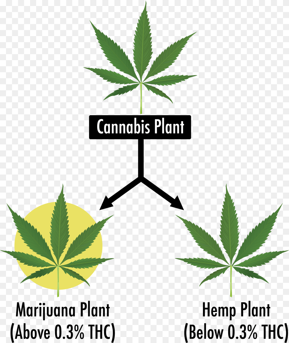 Cannabis Leaf, Plant, Weed, Hemp Png Image