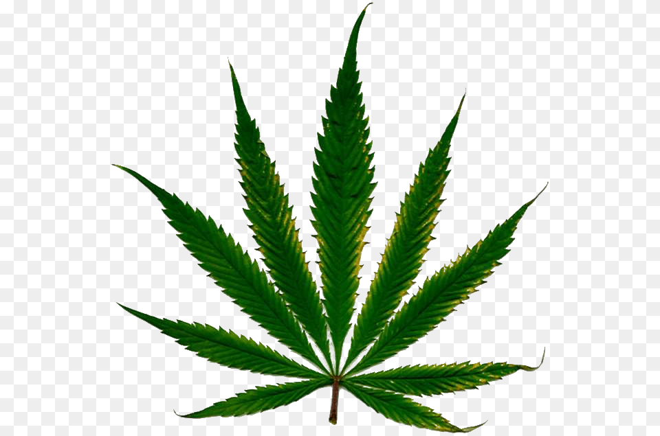 Cannabis Leaf Hd, Plant, Weed, Herbal, Herbs Free Transparent Png