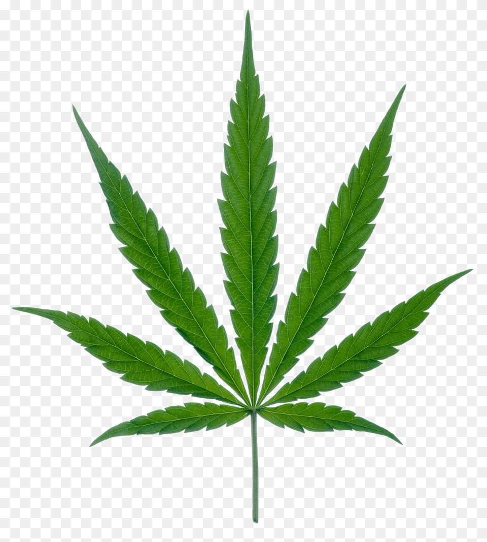 Cannabis Leaf Marijuana, Plant, Hemp, Weed, Herbal Free Transparent Png