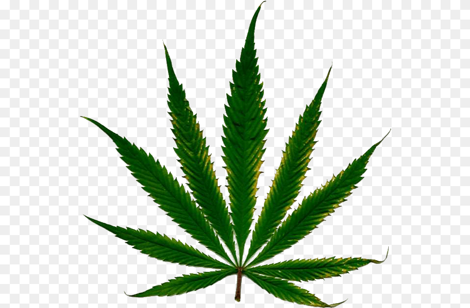 Cannabis Leaf Marijuana Leaf White Background, Plant, Weed, Hemp Png