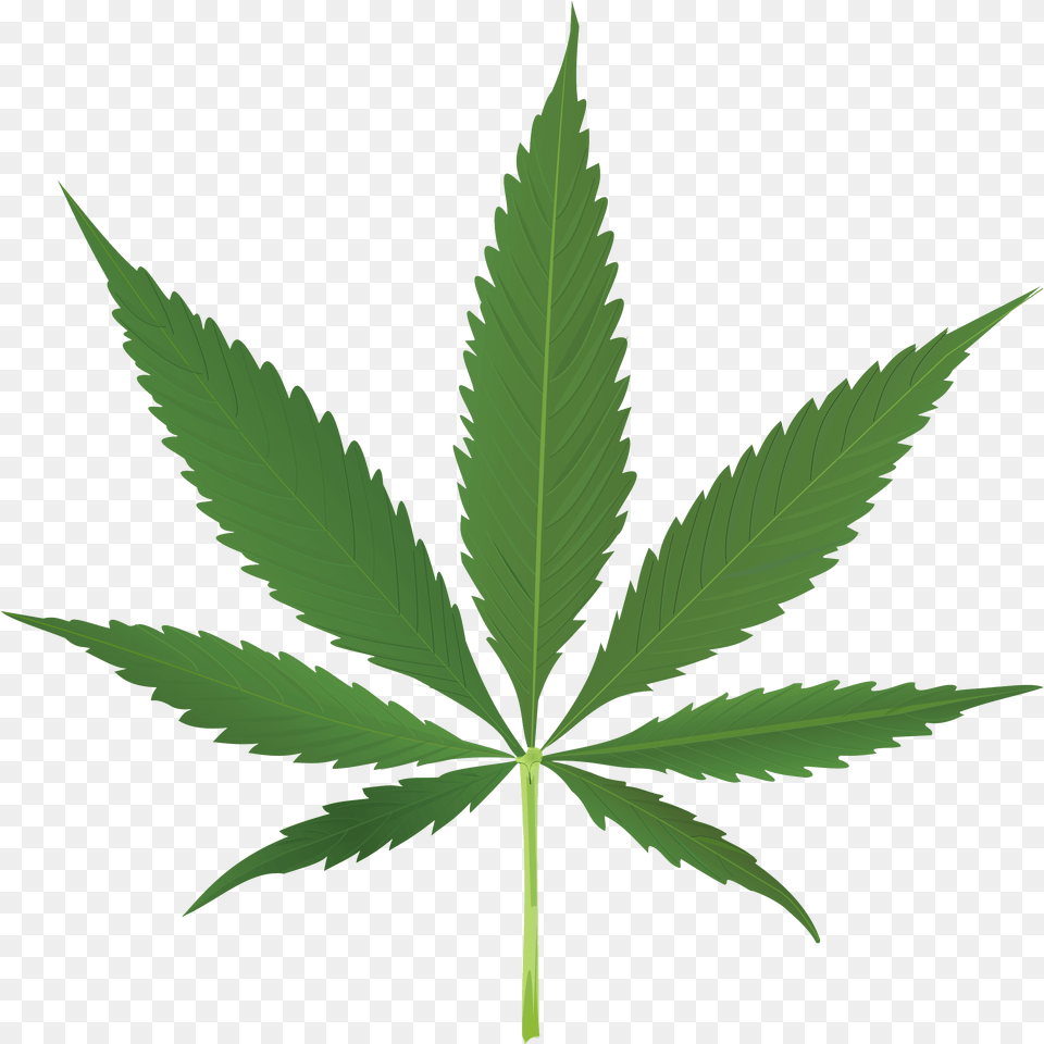 Cannabis Leaf Background, Plant, Weed, Hemp Free Transparent Png
