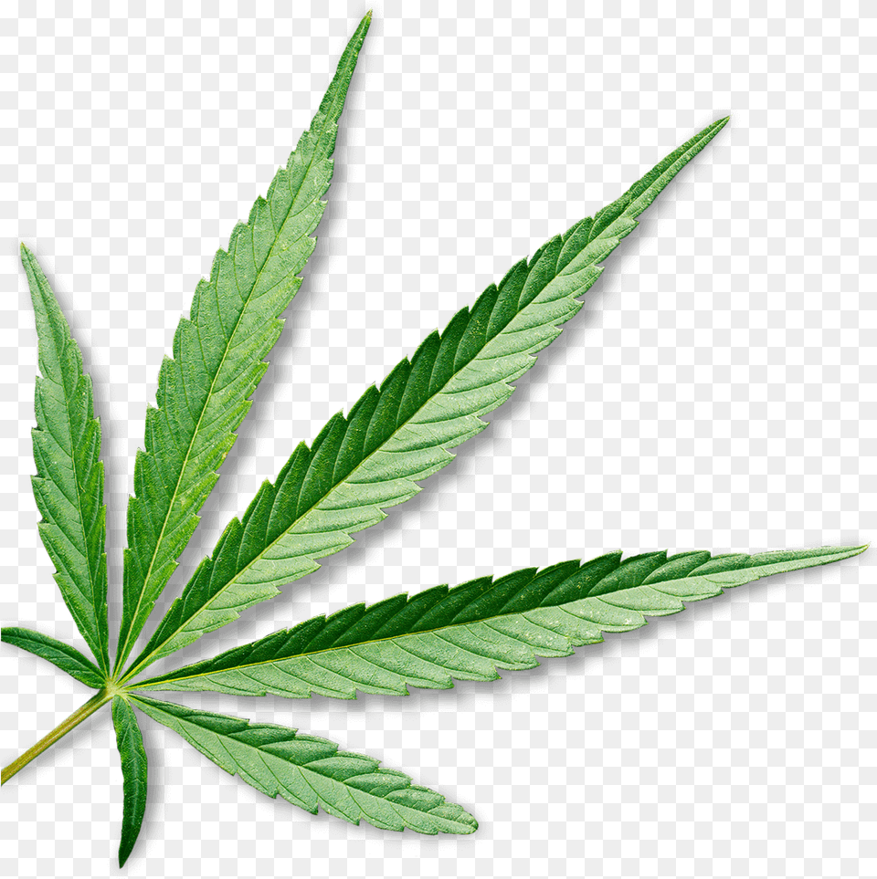 Cannabis Leaf Transparent Background Marijuana Leaf Transparent Background, Plant, Hemp, Weed Free Png Download