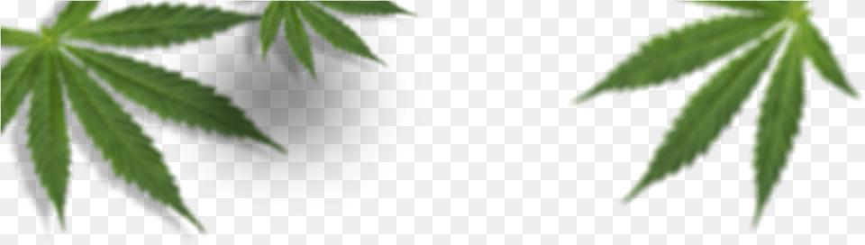 Cannabis Leaves Blurry Cannabis, Leaf, Plant, Weed, Hemp Png