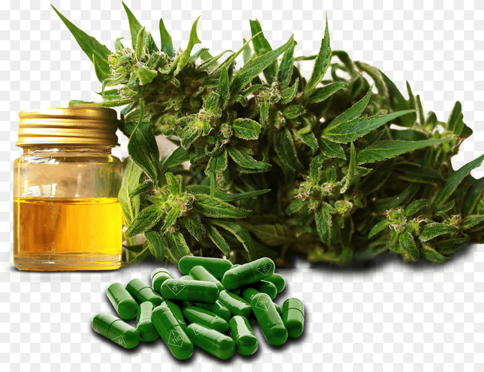 Cannabis Male Enhancement Equals Business Cannamojo, Herbal, Herbs, Plant, Medication Png Image