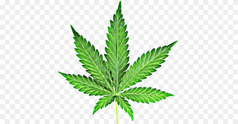 Cannabis Marijuana Leaf Clipart, Plant, Hemp, Weed Png