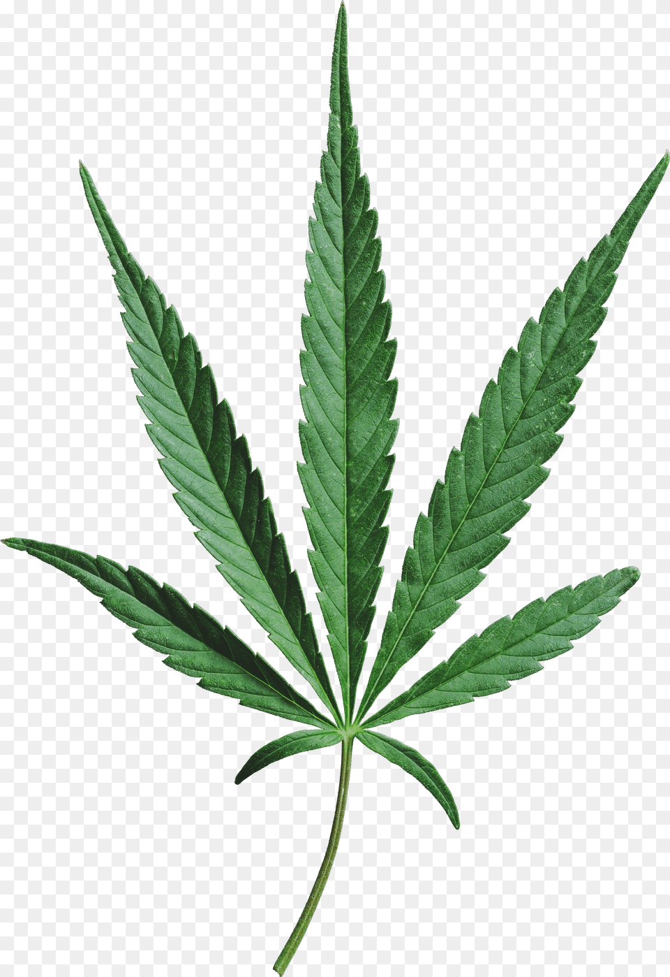 Cannabis Mustgrow Houseplant Free Png Download