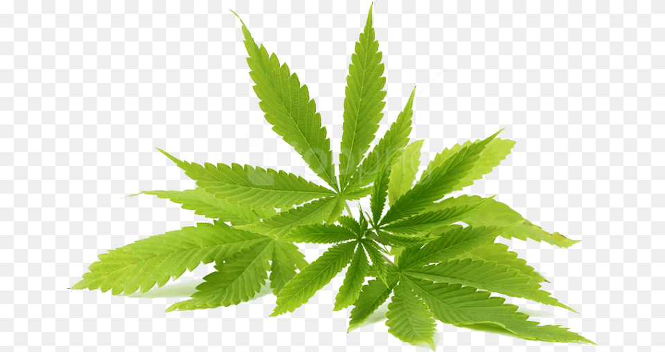 Cannabis Photo Kush Man E Liquid, Leaf, Plant, Hemp, Weed Free Png Download