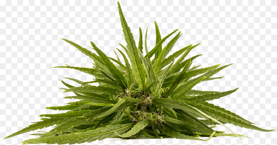 Cannabis Plant, Herbal, Herbs, Leaf, Hemp Free Png Download