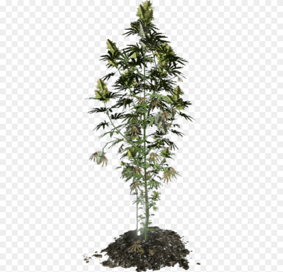 Cannabis Plant 3d Model, Leaf, Tree, Conifer, Oak Png Image