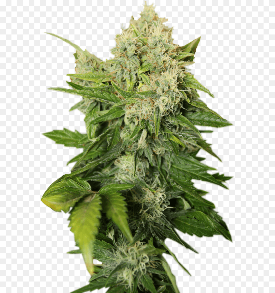 Cannabis Plant, Hemp, Leaf, Weed, Flower Png