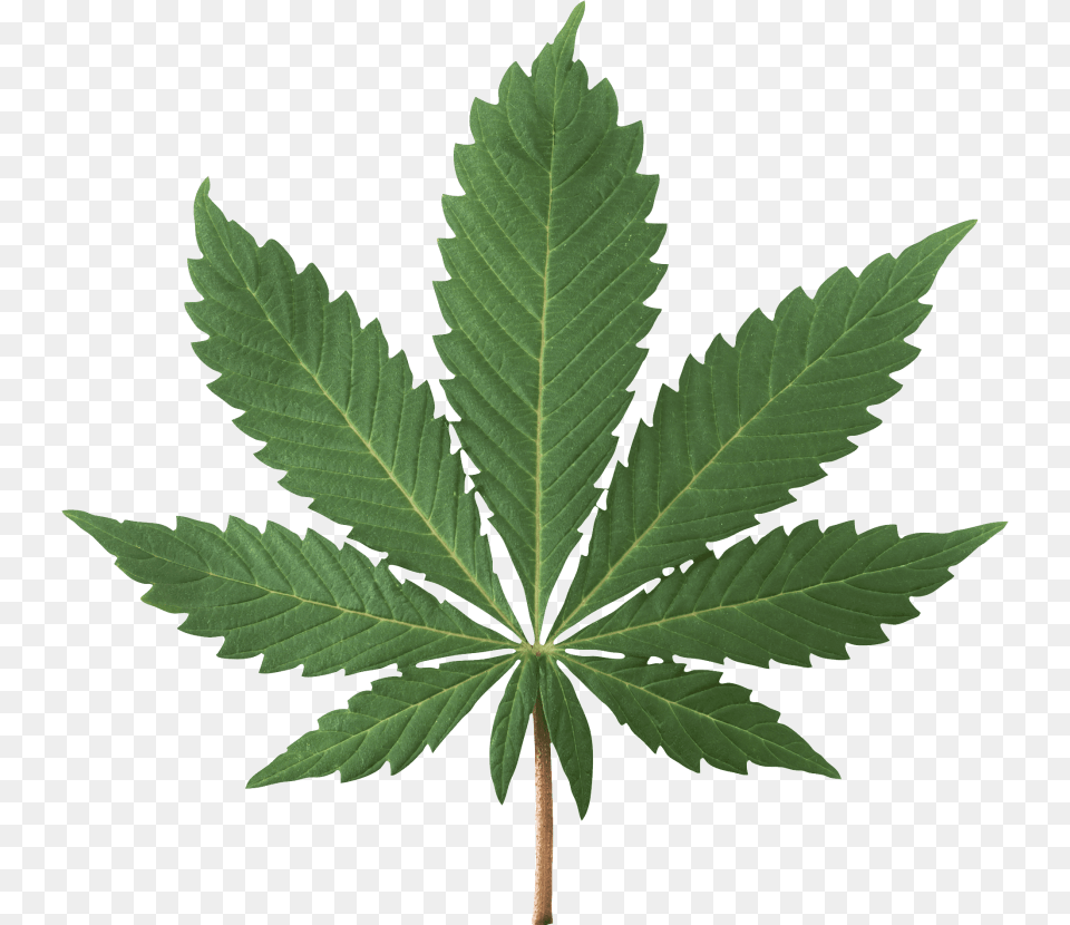 Cannabis Plant, Leaf, Tree Free Png Download