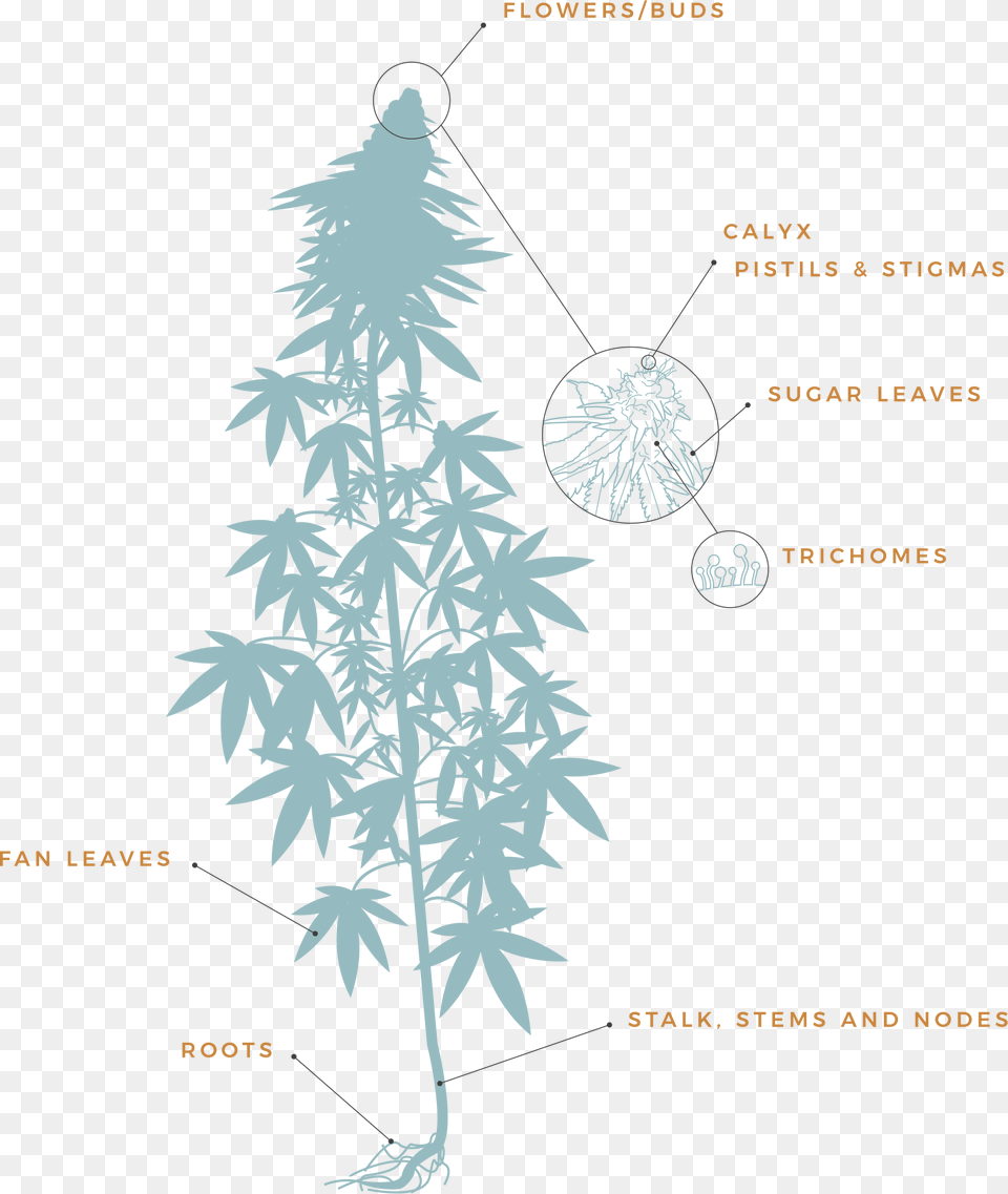 Cannabis Plant Anatomy Diagram, Vegetation, Leaf Png Image