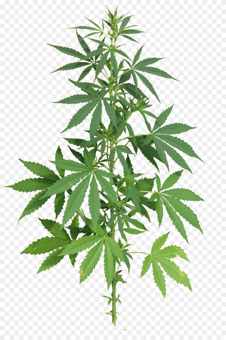 Cannabis Plant Full Image Weed, Hemp, Herbal, Herbs, Leaf Free Transparent Png