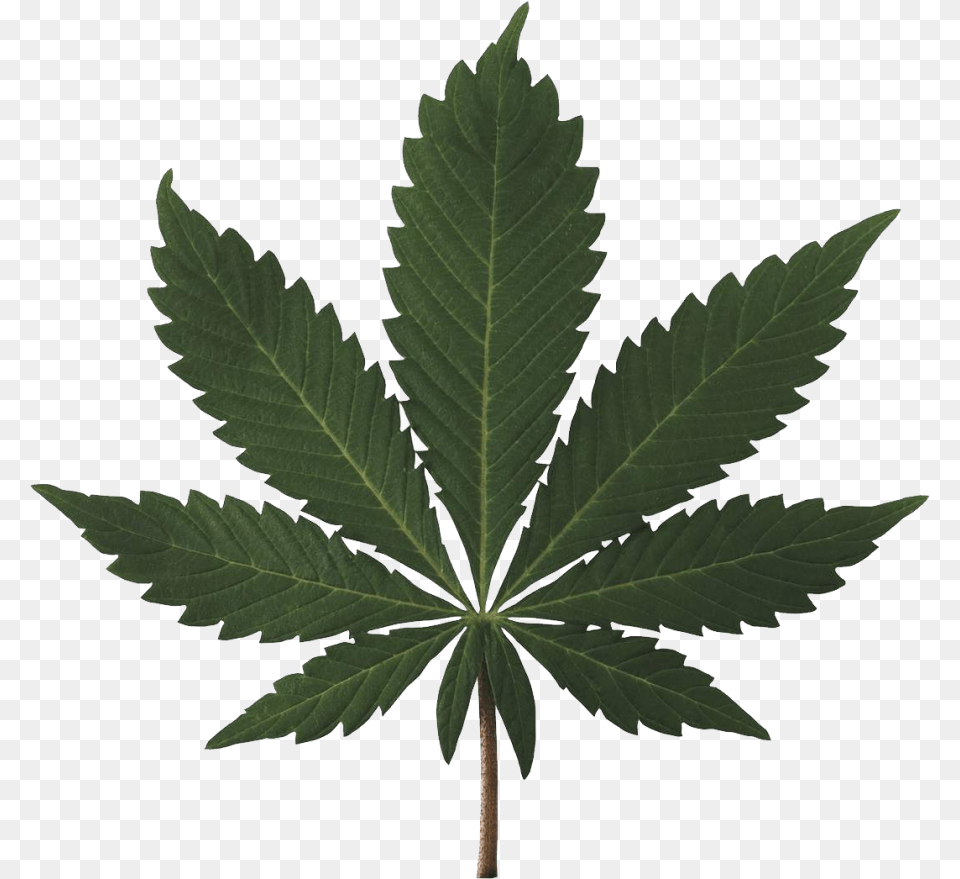 Cannabis Plant Pot Leaf High Resolution, Hemp Png Image