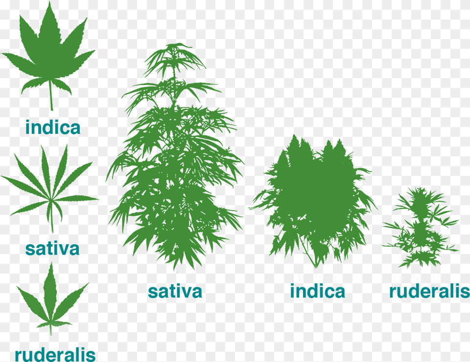 Cannabis Ruderalis, Hemp, Plant, Vegetation, Tree Png Image