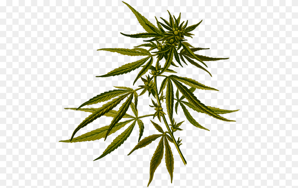 Cannabis Sativa, Leaf, Plant, Hemp Png