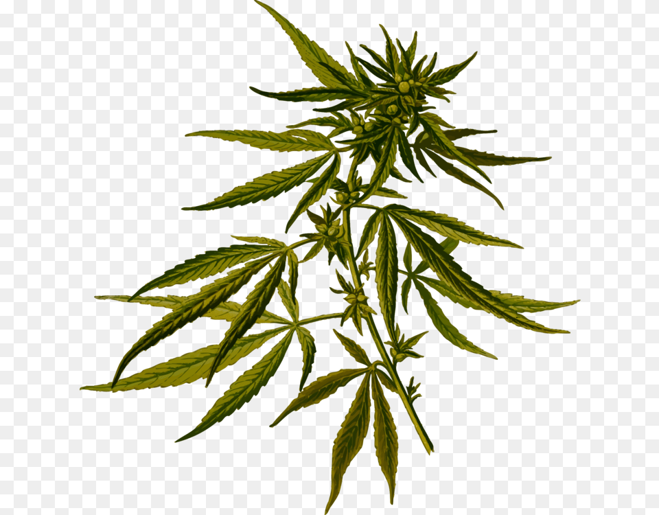 Cannabis Sativa Hemp Botanical Illustration Botany, Leaf, Plant Free Png Download