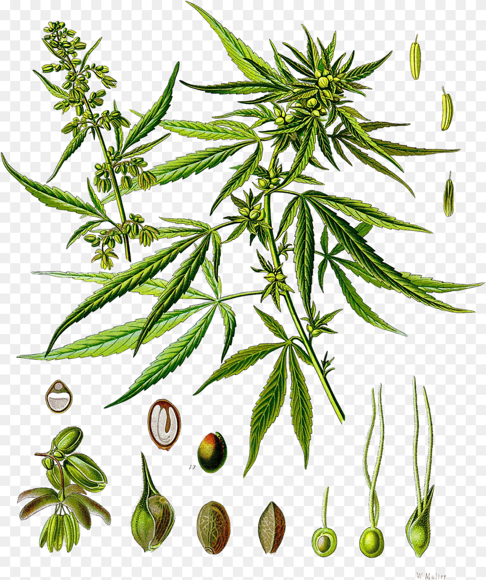 Cannabis Sativa Phenotype Cannabis Sativa, Leaf, Plant, Herbal, Herbs Png