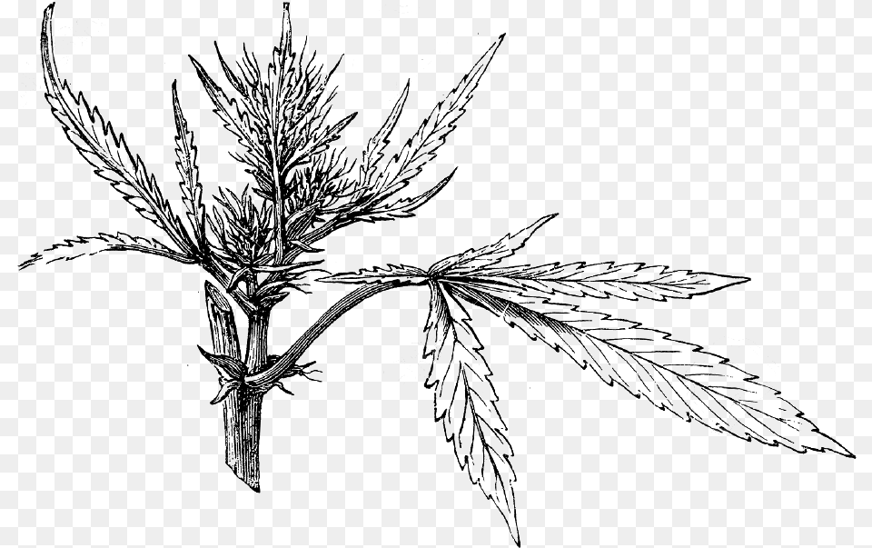 Cannabis Seedling Illo Cannabis Sativa, Gray Png