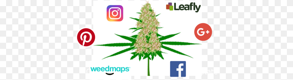 Cannabis Smm Consultant Social Media Marketing, Grass, Plant, Hemp Png