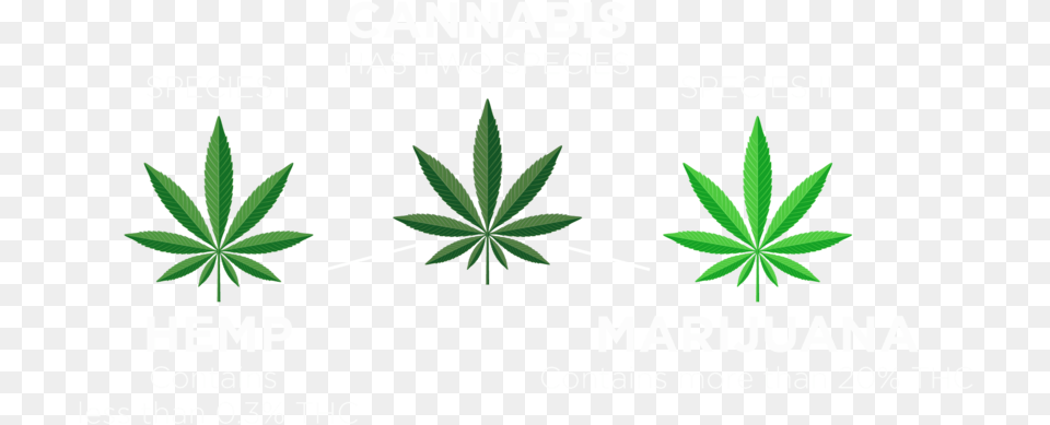 Cannabis Species 01b White Illustration, Leaf, Plant, Weed, Hemp Free Transparent Png