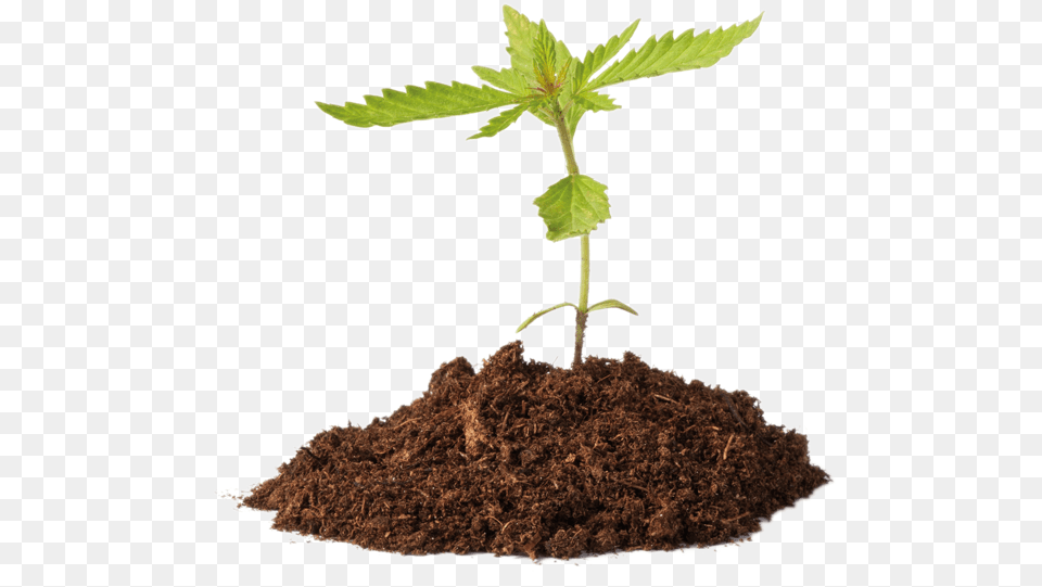 Cannabis Strategic Partners Im Just A Little Plant, Soil, Leaf, Sprout Free Png Download