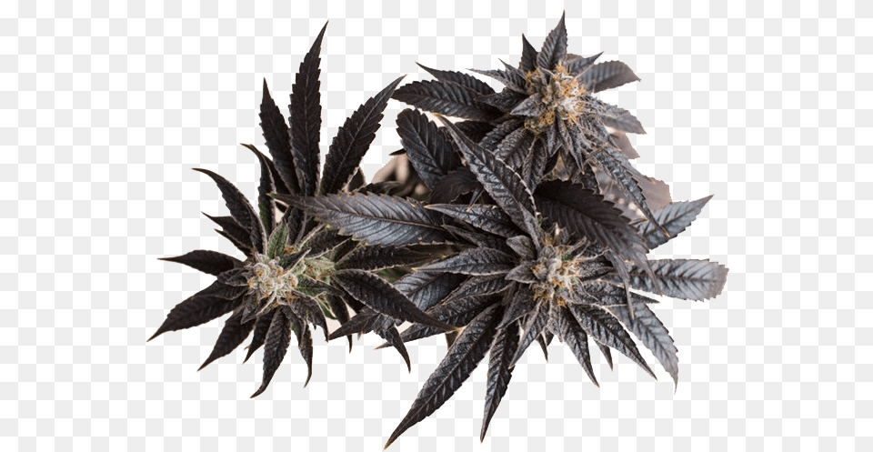Cannabis Transparent Background Sweet Gum, Plant, Leaf, Hemp Free Png Download