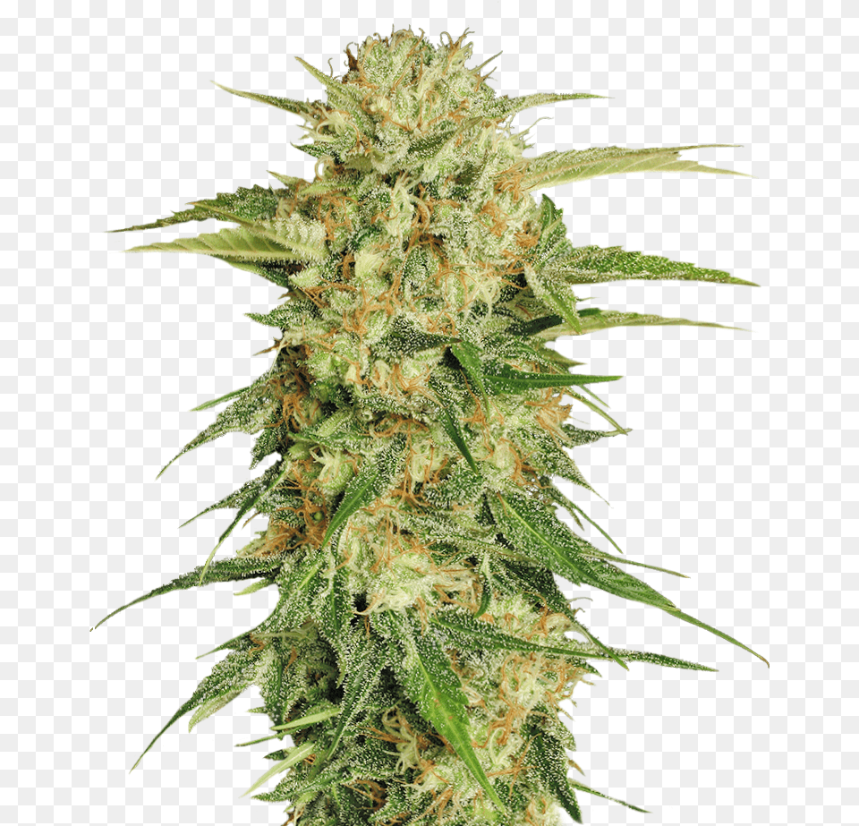 Cannabis Transparent Background Weed, Plant, Grass, Hemp, Flower Png Image