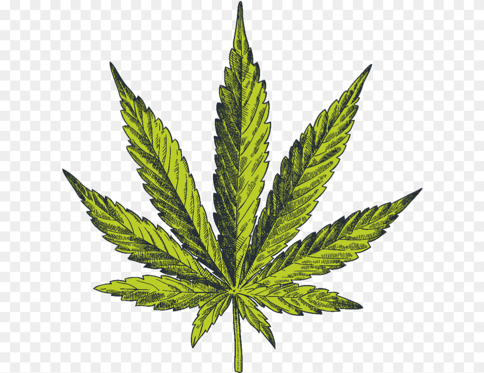 Cannabis Vector, Leaf, Plant, Weed, Hemp Free Transparent Png