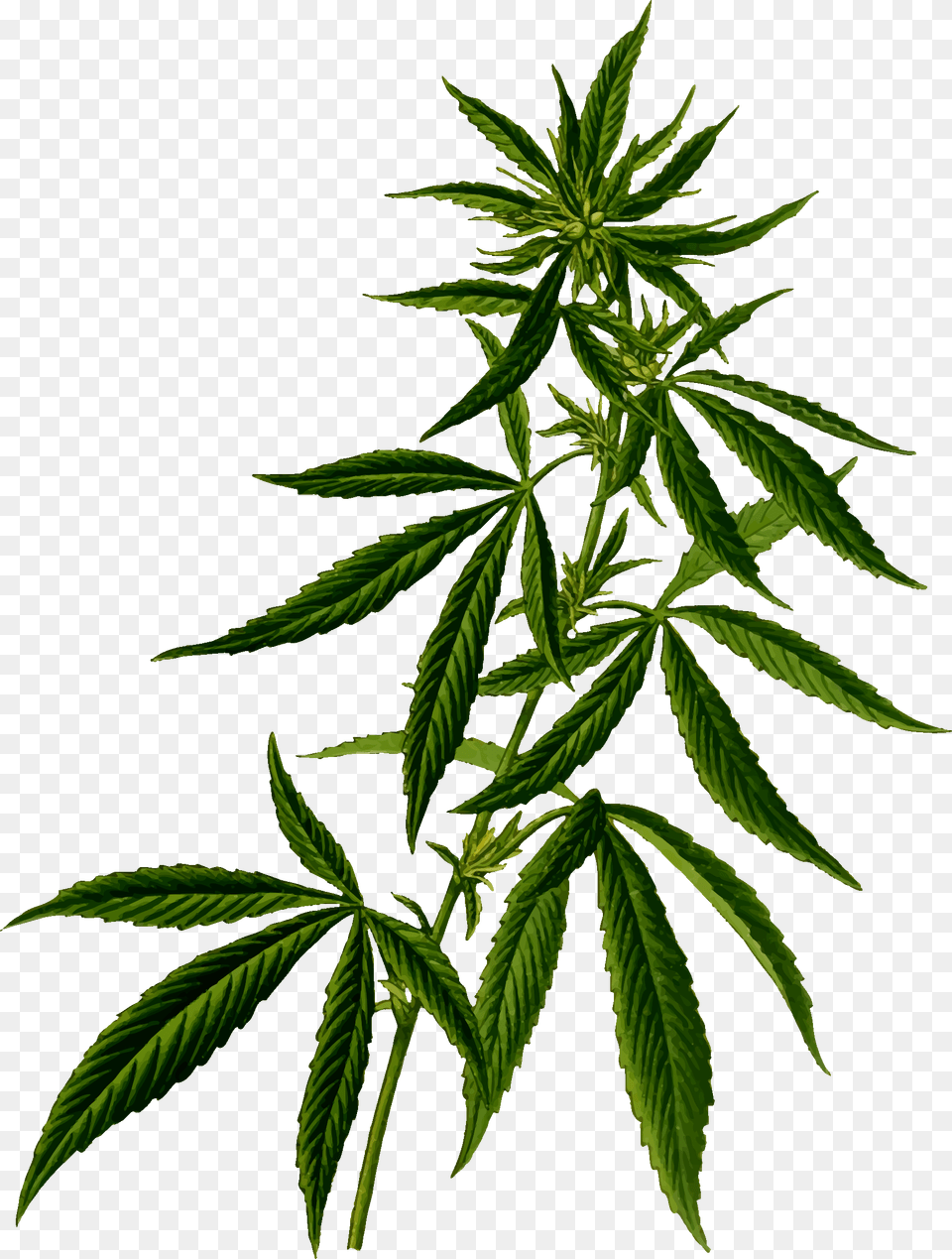 Cannabis Vector Clipart Image, Leaf, Plant, Hemp, Weed Free Png