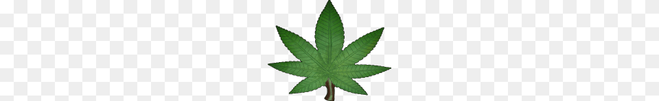 Cannabis Weed Leaf Plant, Tree, Animal, Reptile Free Transparent Png