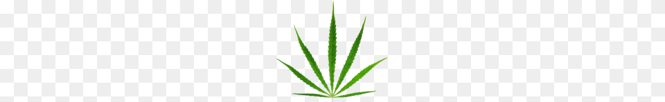 Cannabis Weed Leaf Images, Plant, Hemp Free Png Download