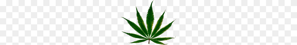 Cannabis Weed Leaf Images, Plant, Hemp Free Png Download