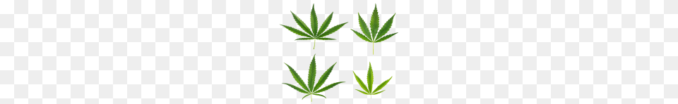 Cannabis Weed Leaf Images, Plant, Hemp Free Transparent Png