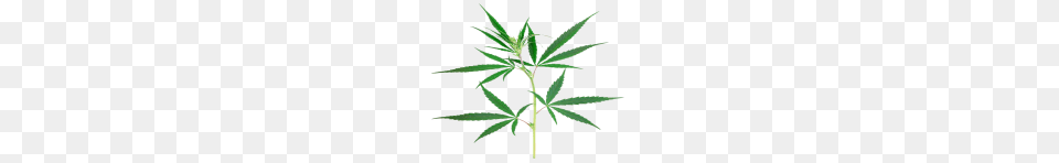 Cannabis Weed Leaf Images, Plant, Hemp Png Image