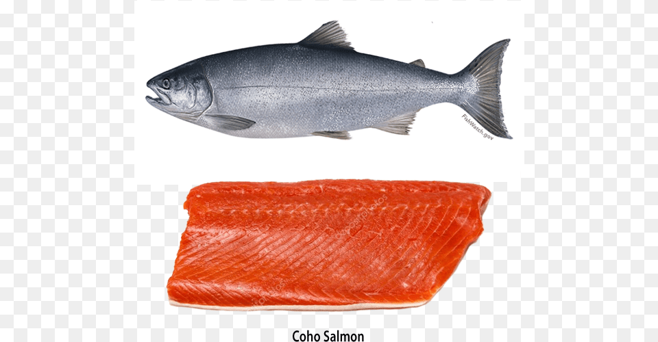 Canned Oregon Salmon Coho Salmon, Animal, Fish, Sea Life, Food Png
