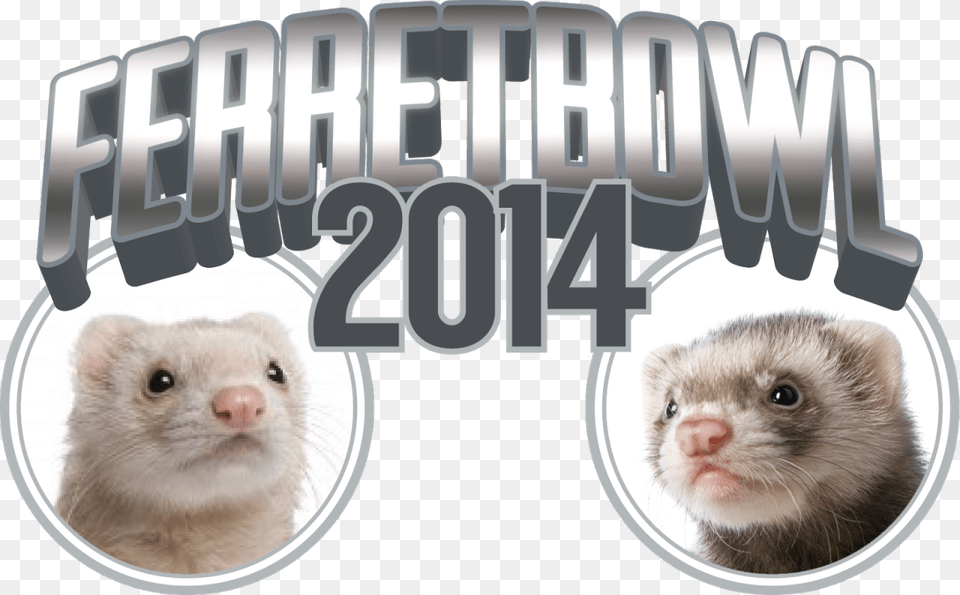 Cannonball The Ferret Sable Ferret, Animal, Mammal, Canine, Dog Free Png Download