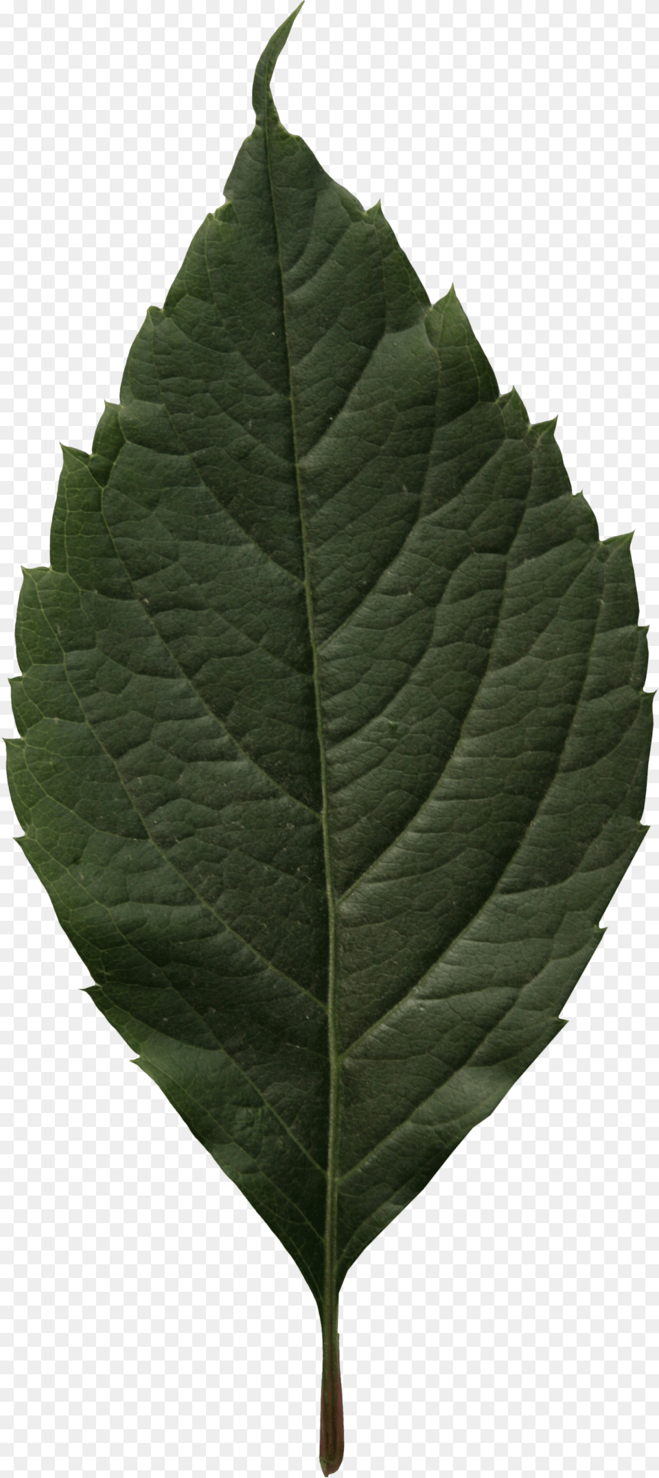 Canoe Birch, Leaf, Plant, Tree Png Image