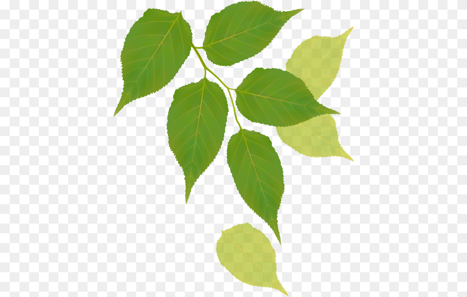 Canoe Birch, Leaf, Plant, Tree, Person Free Png