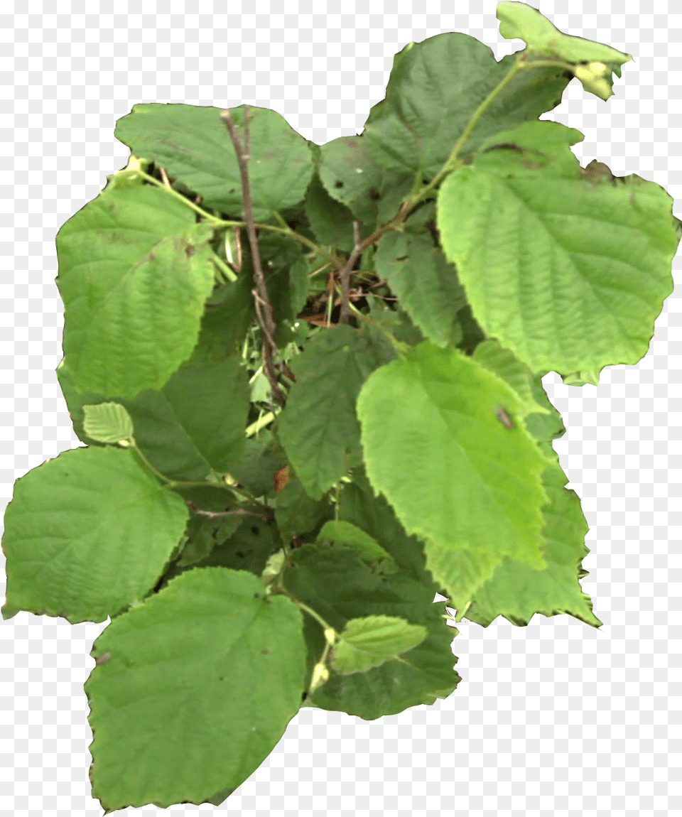 Canoe Birch, Herbal, Herbs, Leaf, Plant Free Transparent Png