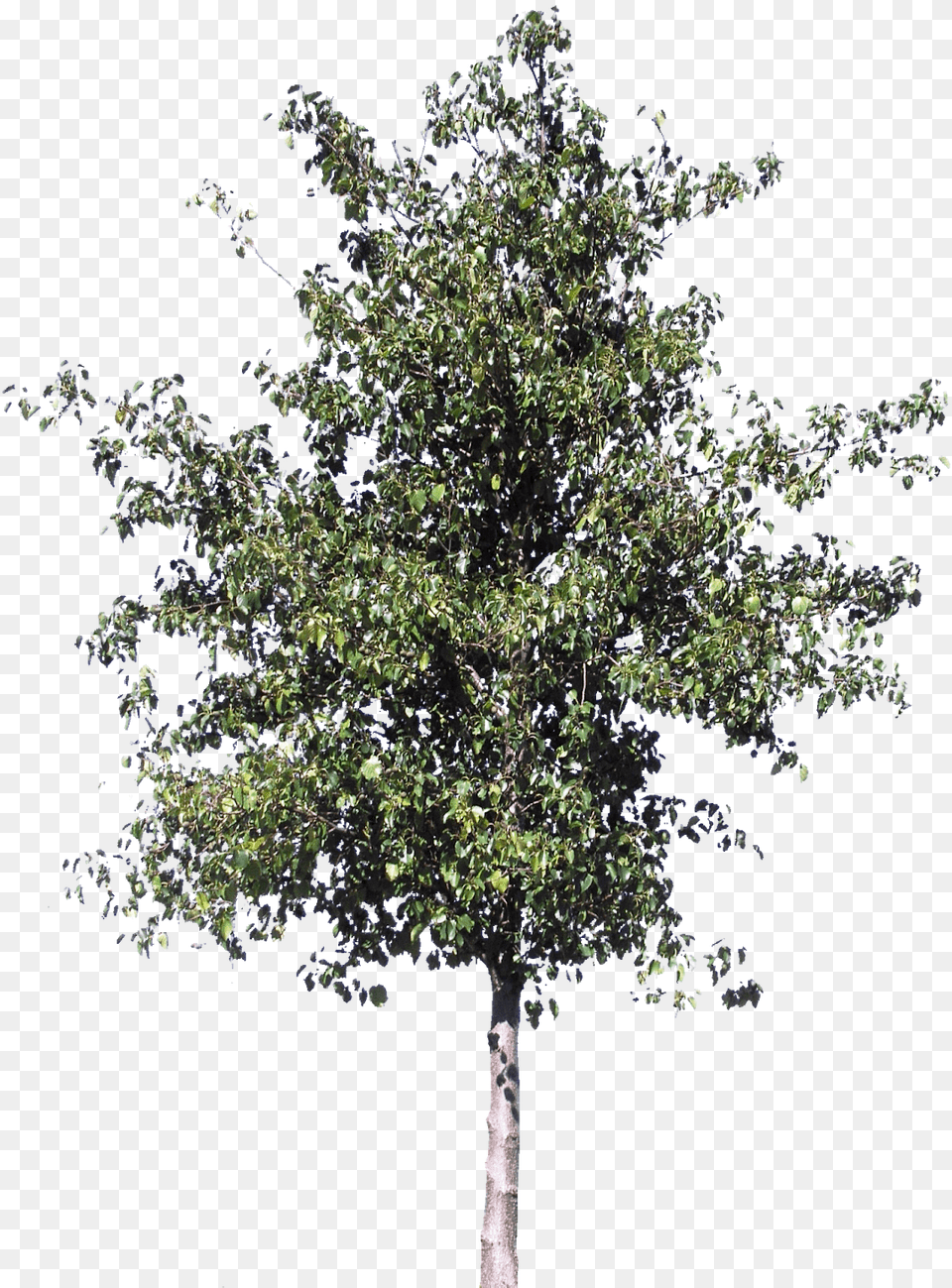 Canoe Birch, Oak, Plant, Sycamore, Tree Png Image