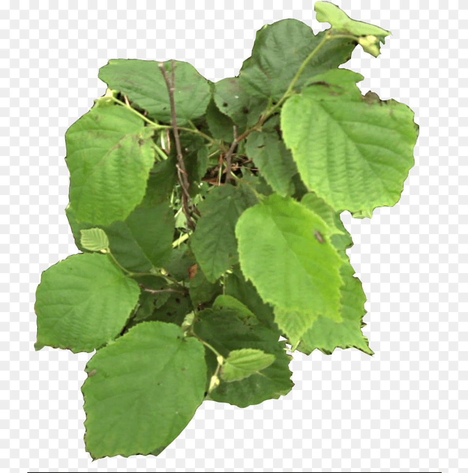 Canoe Birch, Leaf, Plant, Herbal, Herbs Png Image